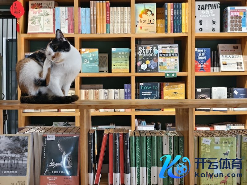 在“春风在书店”,闲适地躺着十多只猫。(影相记者/王晓东)