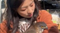 猛禽斯须主动飞入女子怀里依偎 一旁猫咪一脸畏俱